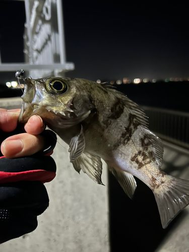 メバルの釣果
