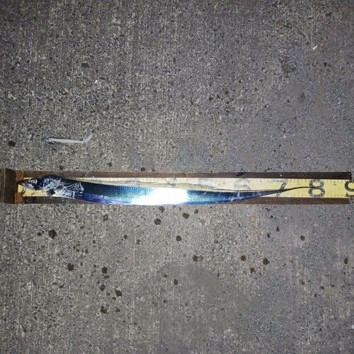 タチウオの釣果