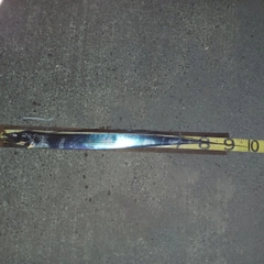 タチウオの釣果