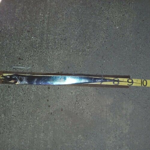 タチウオの釣果