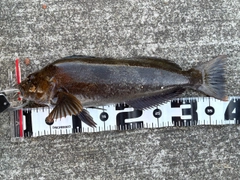 アイナメの釣果