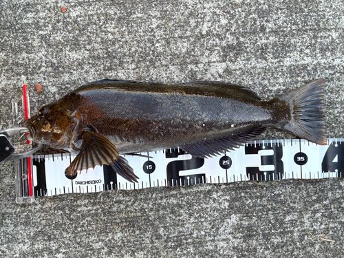 アイナメの釣果