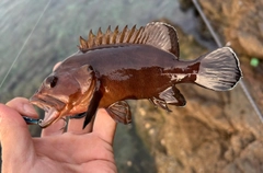 ヤミハタの釣果
