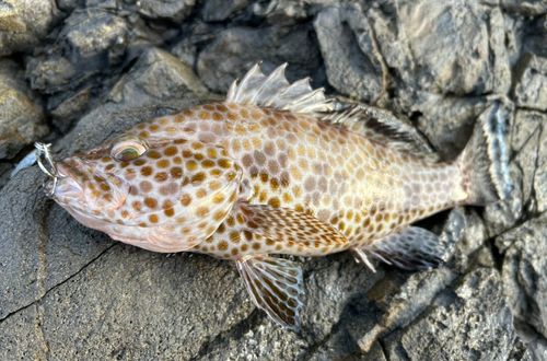 オオモンハタの釣果