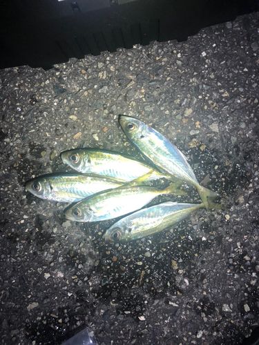 アジの釣果