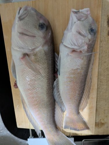 シロアマダイの釣果