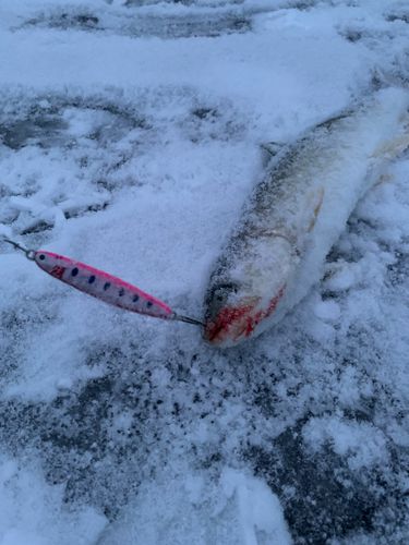 アメマスの釣果