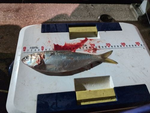 コノシロの釣果