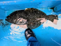 ヒラメの釣果