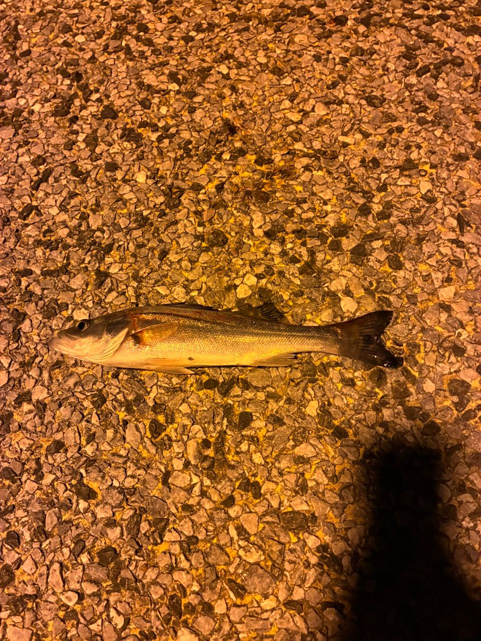 フッコ（タイリクスズキ）