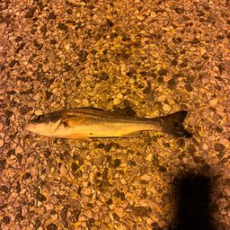 フッコ（タイリクスズキ）