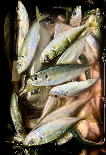 アジの釣果