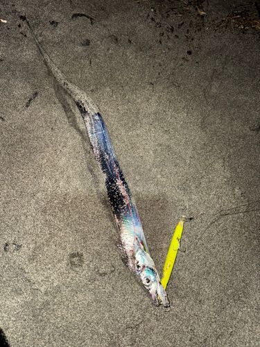 タチウオの釣果