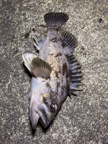 クロソイの釣果