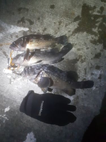 クロソイの釣果