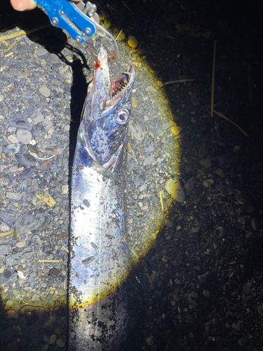 タチウオの釣果