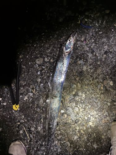 タチウオの釣果