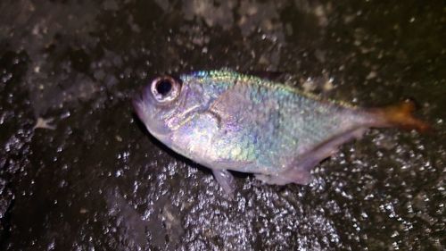 ミナミハタンポの釣果