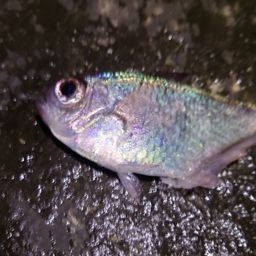 ミナミハタンポ