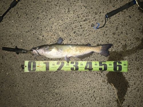 アメリカナマズの釣果