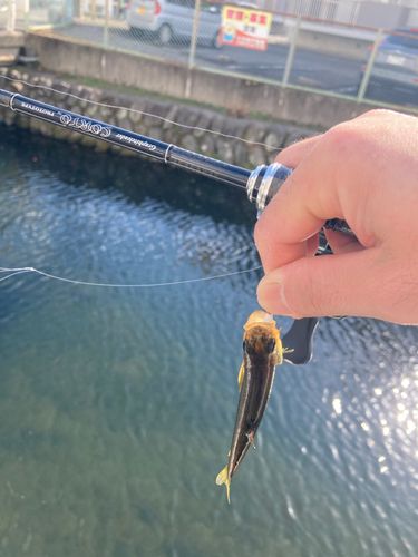 カワムツの釣果