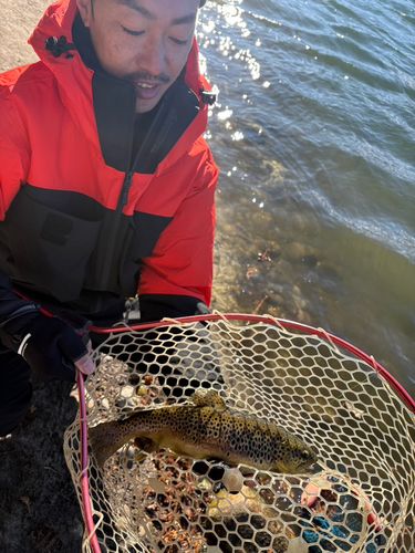 ブラウントラウトの釣果