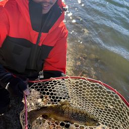 ブラウントラウト