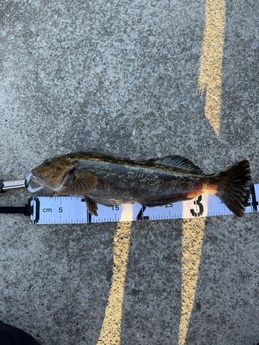 アイナメの釣果