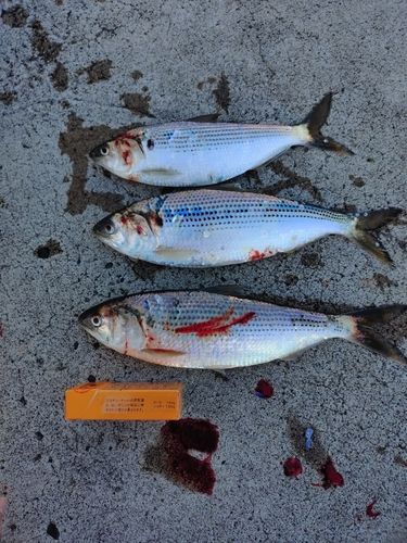 コノシロの釣果