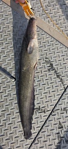 ニホンナマズの釣果