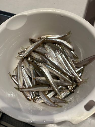 ワカサギの釣果