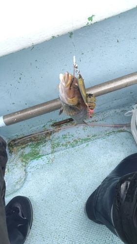 アイナメの釣果