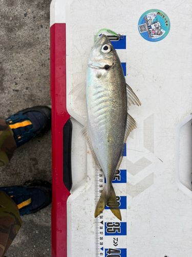 マアジの釣果