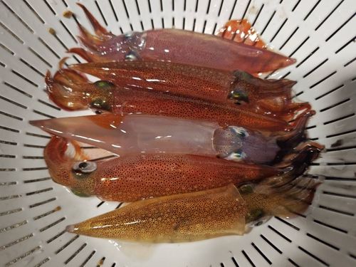 ヤリイカの釣果