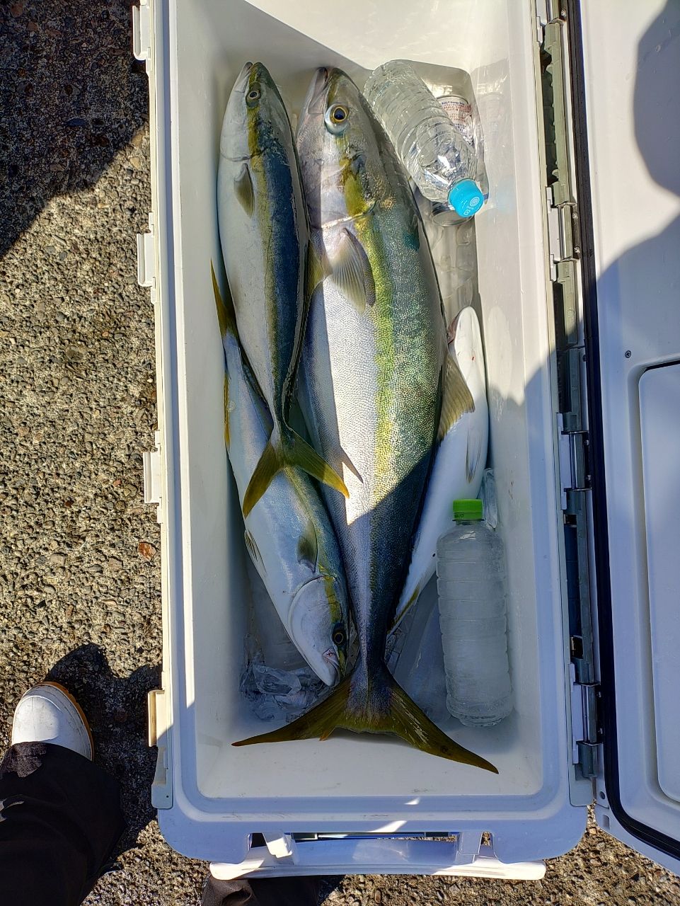 Devilrayさんの釣果 1枚目の画像