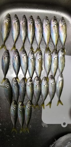 アジの釣果