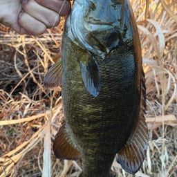 スモールマウスバス