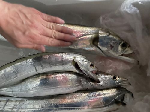 タチウオの釣果