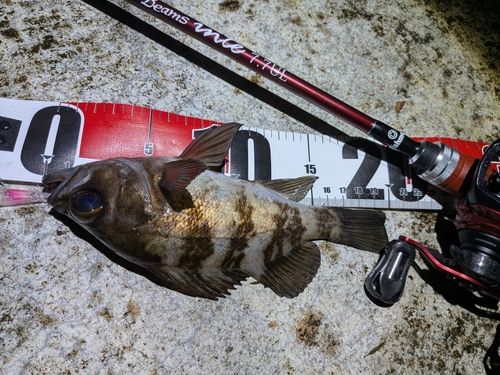 メバルの釣果