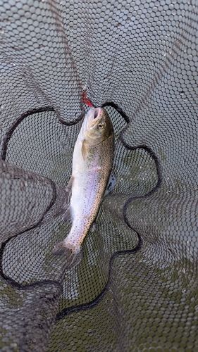 ニジマスの釣果