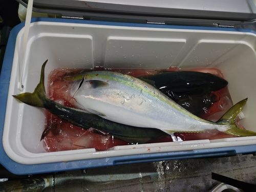 ブリの釣果