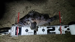 クロソイの釣果