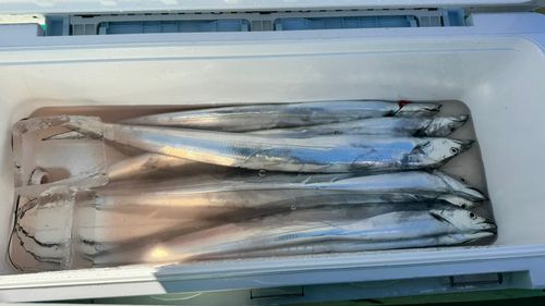 タチウオの釣果