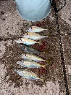 アジの釣果