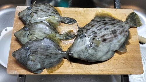 カワハギの釣果