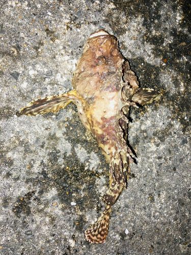 オニオコゼの釣果