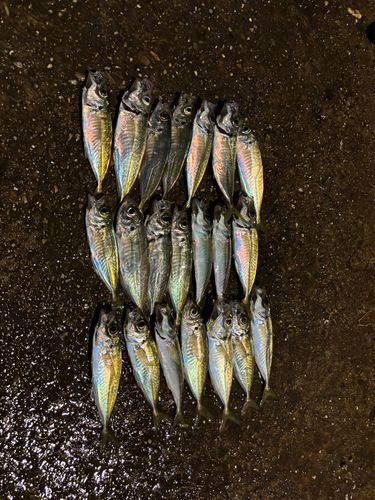 アジの釣果