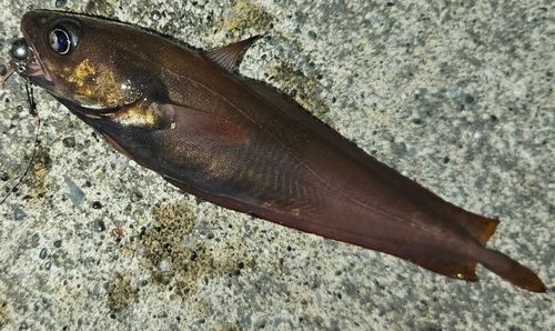 チゴダラの釣果