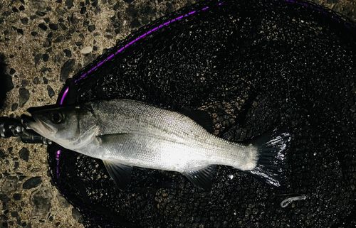 ヒラスズキの釣果