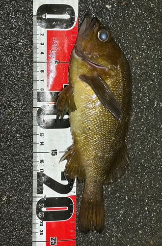 エゾメバルの釣果